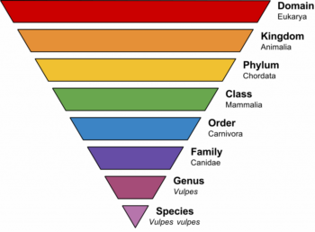 multicolored upside down triangle that shows the animal kingdom in order in Suffolk County & Nassau County | Suburban Exterminating