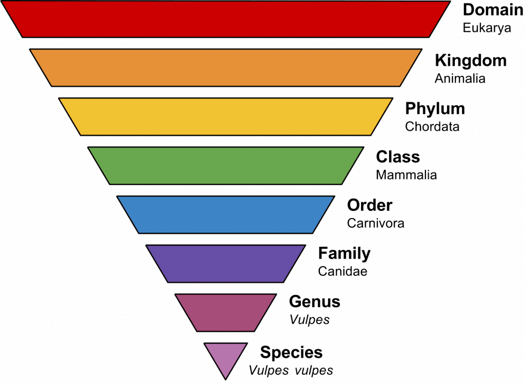 taxonomic rank