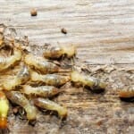 Termites eating wood