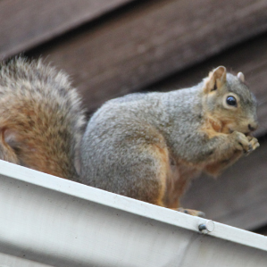 squirrel on roof