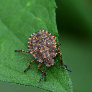 stink bug pictures