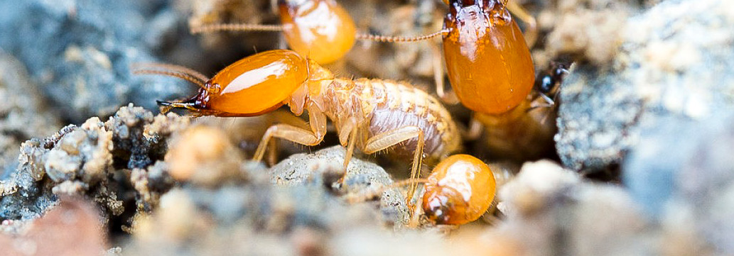 Termites in nest close up
