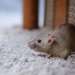 Brown rat on carpet