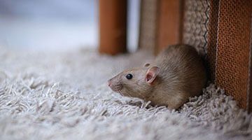 Brown rat on carpet