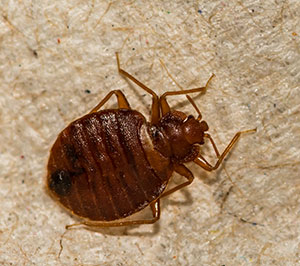 Signs ofBed Bugs in your area