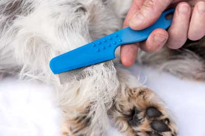 Hand brushing dog fo fleas