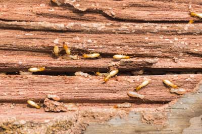 Termites coming out of wood