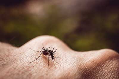 Close up of mosquito on knuckles