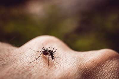 Mosquito Identification in your area