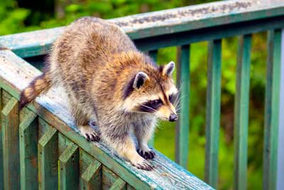 Raccoon walking along porch fence