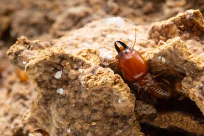 TermiteIdentification in your area