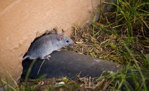 Rat on pipe outside house