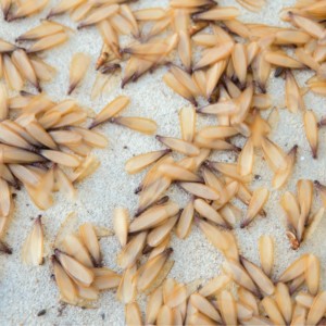 many termite swarmers on the ground