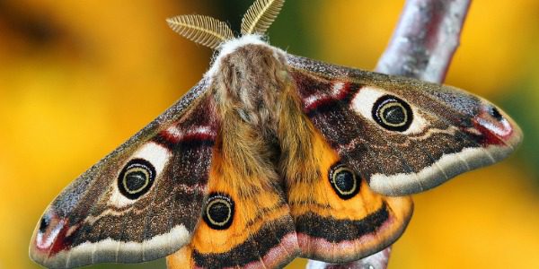 Multicolored moth on a tree branch