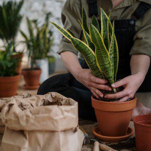 houseplant pests