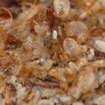 Cluster of bed bug shells