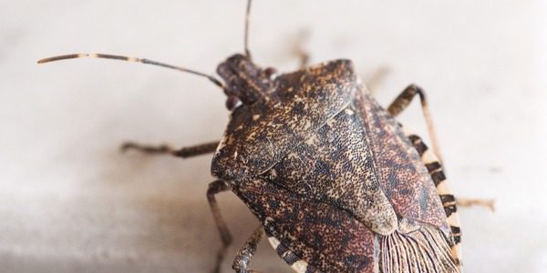 Close up of a gray stink bug