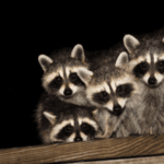 Cluster of raccoons on a rafter