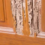 Kitchen cabinet with termite damage.