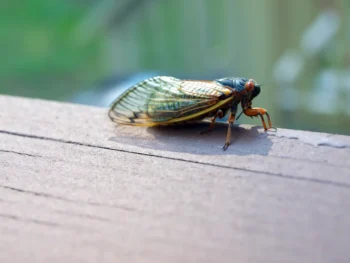 Closeup of an adult cicada on a piece of wood