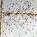 tiny ants all over tile floor