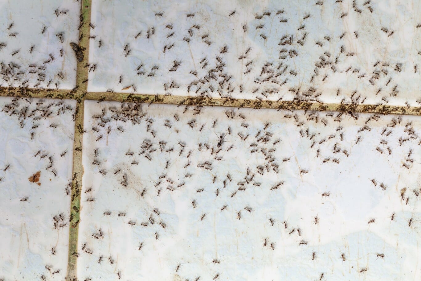 tiny ants all over tile floor