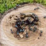 Many carpenter ants on a tree stump outside of someone's home.