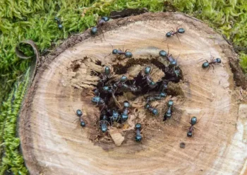 Many carpenter ants on a tree stump outside of someone's home.