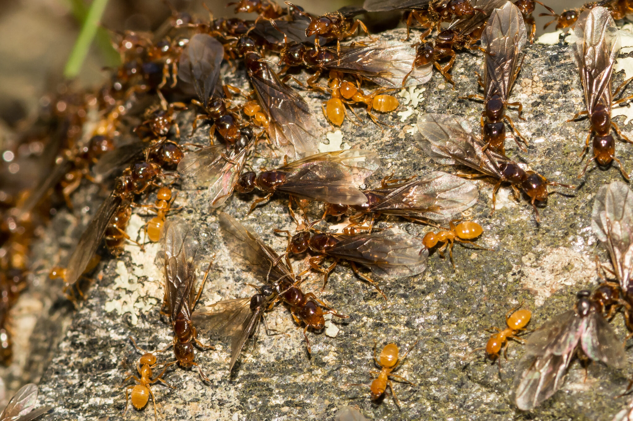 Are There Ants That Smell Like Lemon? Suburban Exterminating Pest