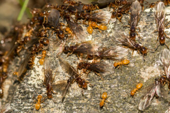 swarm of yellow and brown winged citronella ants on a rock 