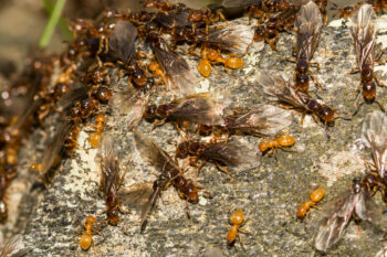 swarm of yellow and brown winged citronella ants on a rock 