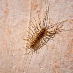 House centipede on a wall.