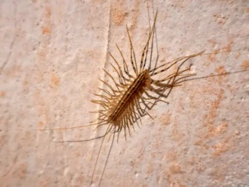 House centipede on a wall.