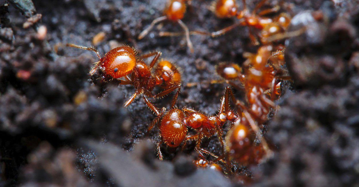 Ant Colony