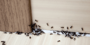 Trailing ant infestation inside a house