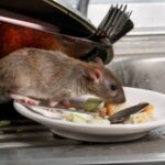 Rat eating food scraps left on a dish in the sink