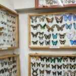 Butterfly exhibit