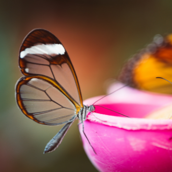 7 Incredible Interesting facts about butterflies Transformations