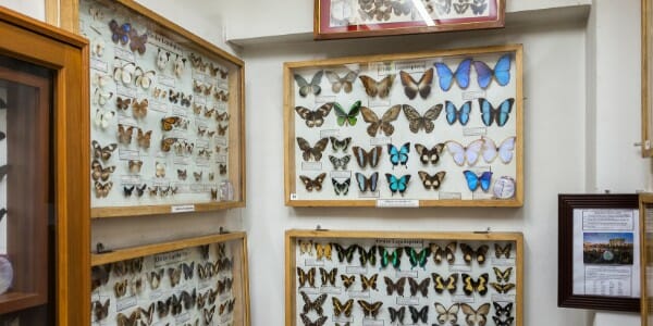 Butterfly exhibit