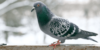 Pigeon perched on a ledge