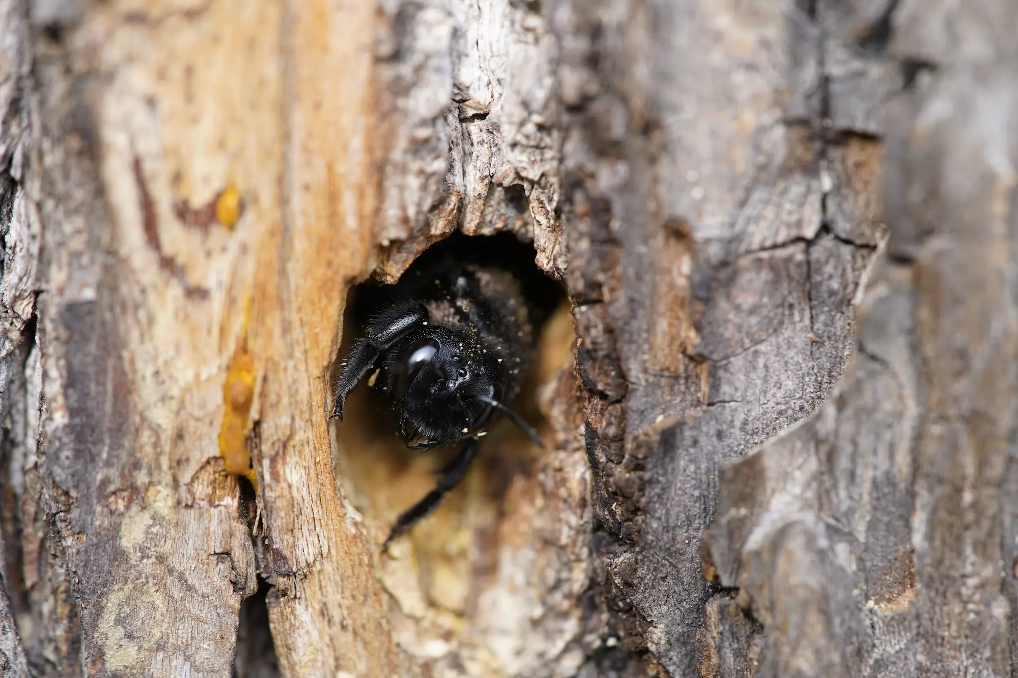 A carpenter bee hiding in a hole that it tunneled through a piece of wood.