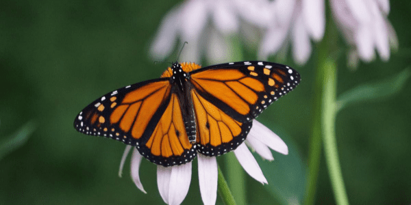 Monarch butterfly