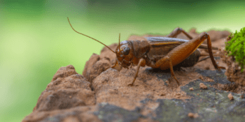 How to Get Rid of Crickets in Your House by Suburban Pest Control in the Long Island NY metro area.