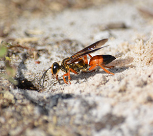 Digger wasp on Long Island property - get digger wasp facts from the experts at Suburban Exterminating