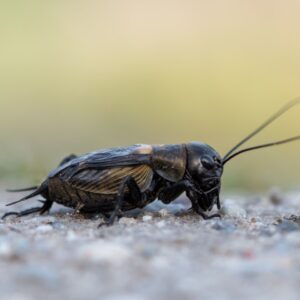 A field cricket crouches on gravel