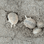 Four sand lice in wet sand