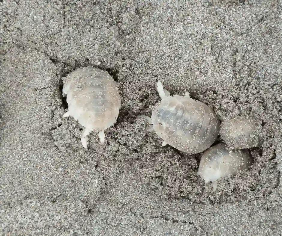 Four sand lice in wet sand in Long Island NY metro area | Suburban Pest Control