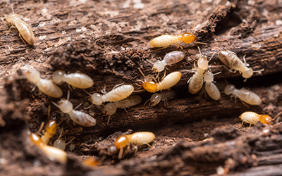 FAQ's About Termite Protection in your area
