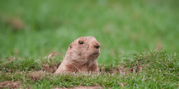 Ground hog