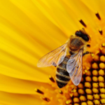 close up of a honey bee on a sunflower in the spring time in New York